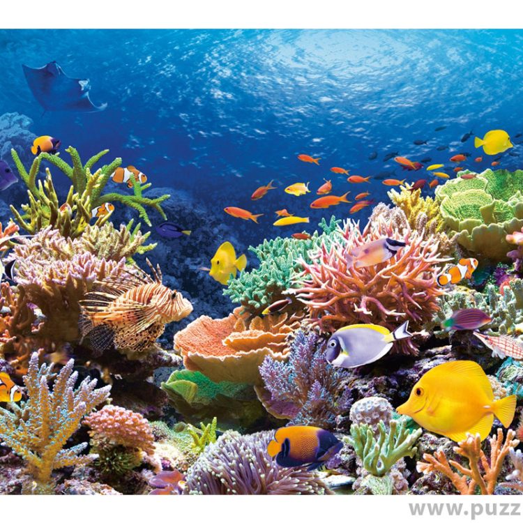Castorland puzzle Coral Reef 1000 κομμάτια (C-101511-2)