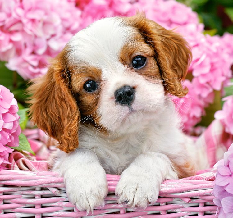 Castorland puzzle Pup in Pink Flowers 500 κομμάτια