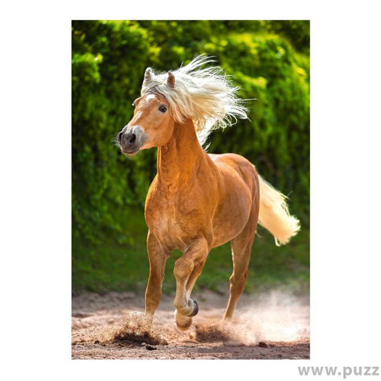 Castorland puzzle Running Haflinger 500 κομμάτια (B-52981)