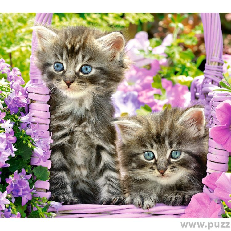 Castorland puzzle Kitten in Summer Garden 1000 κομμάτια (C-104086-2)