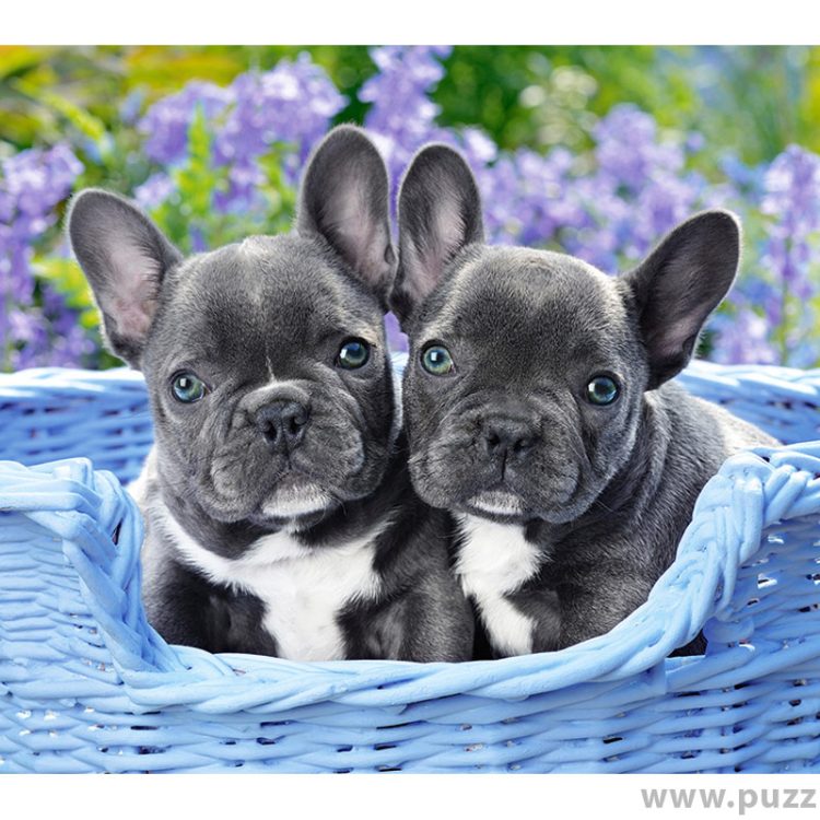 Castorland puzzle French Bulldog Puppies 1000 κομμάτια (C-104246-2)