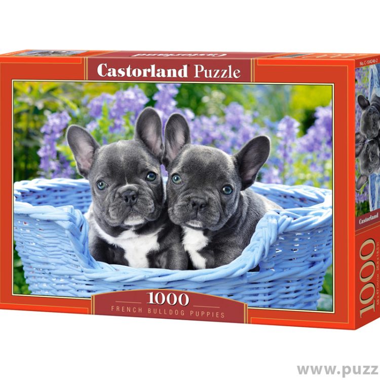 Castorland puzzle French Bulldog Puppies 1000 κομμάτια (C-104246-2)